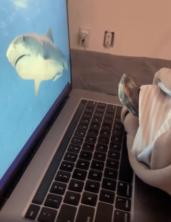 출처 : Reddit / 상어가 나타나자 놀란 듯 보이는 거북이