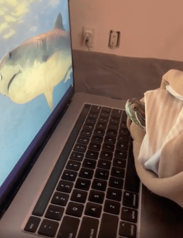 출처 : Reddit / 상어를 보고 점점 머리가 들어가는 거북이