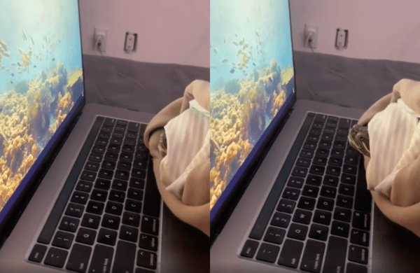 출처 : Reddit / 상어가 사라진 걸 보자 다시 머리를 내미는 거북이