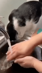 설거지 도우미로 나선 고양이, 주인의 귀여운 조력자 등장!