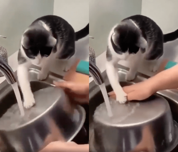 출처 : Reddit / 주인이 설거지 하는 걸 따라하는 고양이