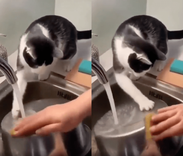 출처 : Reddit / 앞발로 쓱쓱 냄비를 닦는 듯한 고양이