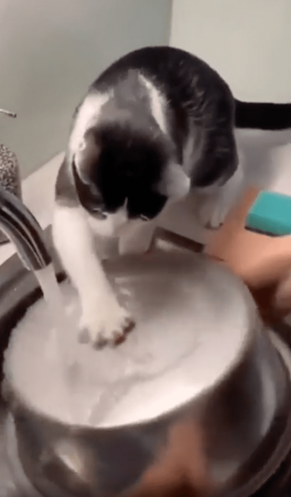 출처 : Reddit / 냄비를 꼼꼼히 닦고 있는 고양이