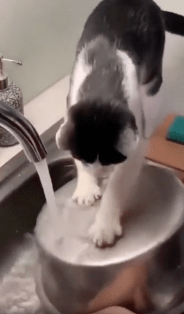 출처 : Reddit / 두발을 이용해 냄비를 닦는 고양이