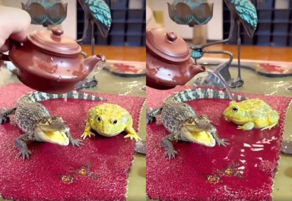 출처 : Reddit / 개구리에게 물을 부어주고 있는 주인, 그리고 그 옆에 있는 아기 악어