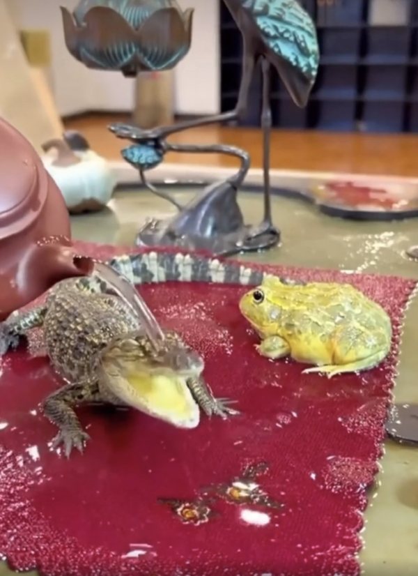 출처 : Reddit / 개구리 다음으로 악어에게 물을 부어주는 주인