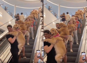 에스컬레이터를 점령한 골든 리트리버들