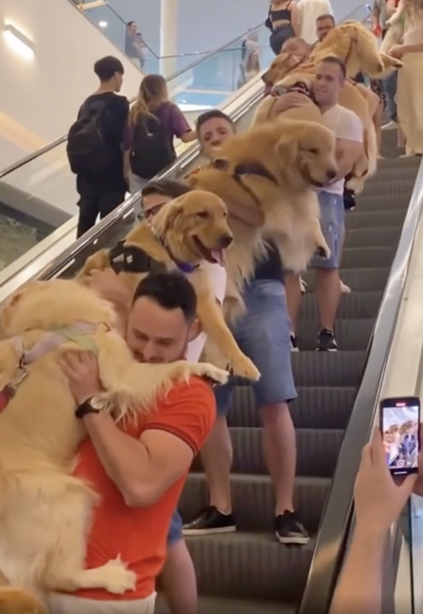 출처 : Reddit / 주인들과 함께 에스컬레이터를 타고 내려오는 엄청난 수의 리트리버들