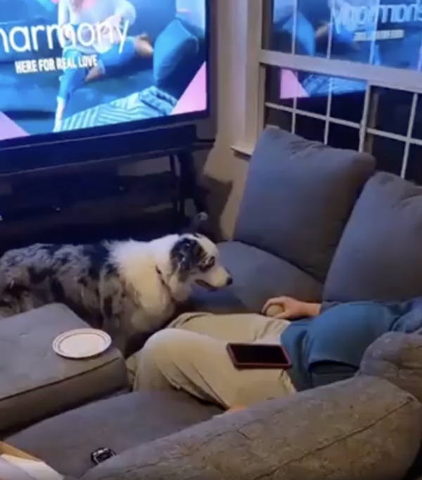 출처 : Reddit / 소파에 앉아 공을 들고 있는 주인 앞에 앉은 보더콜리