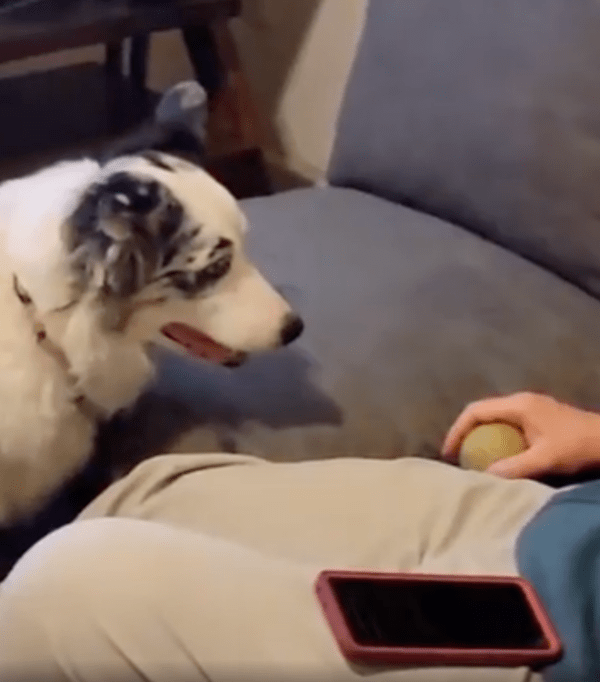 출처 : Reddit / 주인이 잠든 지 모르는 듯한 보더콜리