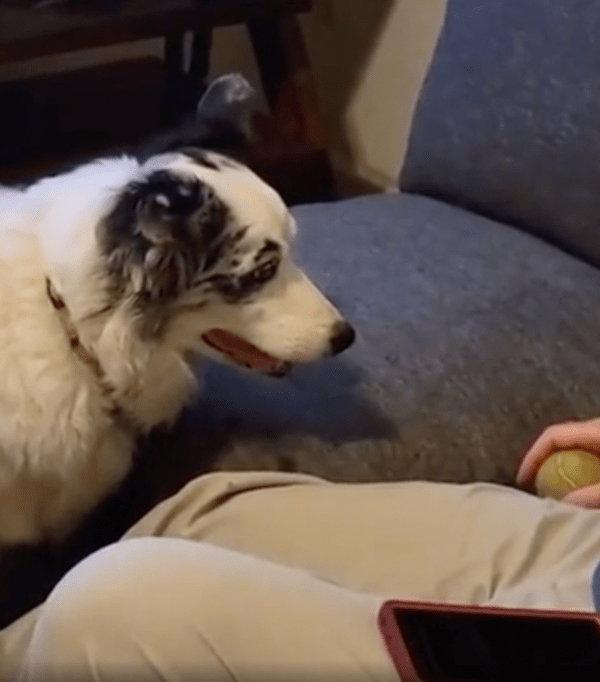 출처 : Reddit / 보더콜리는 그저 공을 언제 던져주나 기다릴 뿐