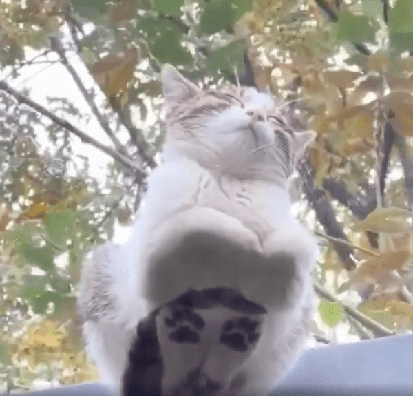 출처 : Reddit / 유리 천장 위를 보니 자고 있는 고양이