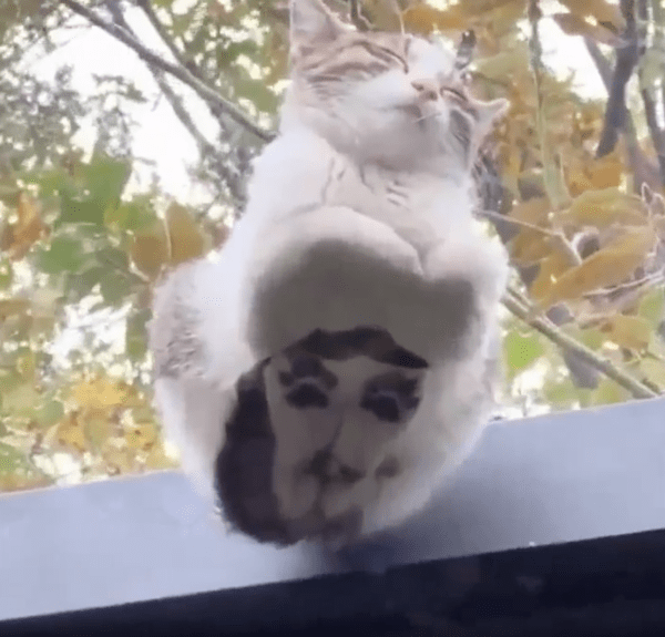 출처 : Reddit / 유리 천장 위를 보니 자고 있는 고양이