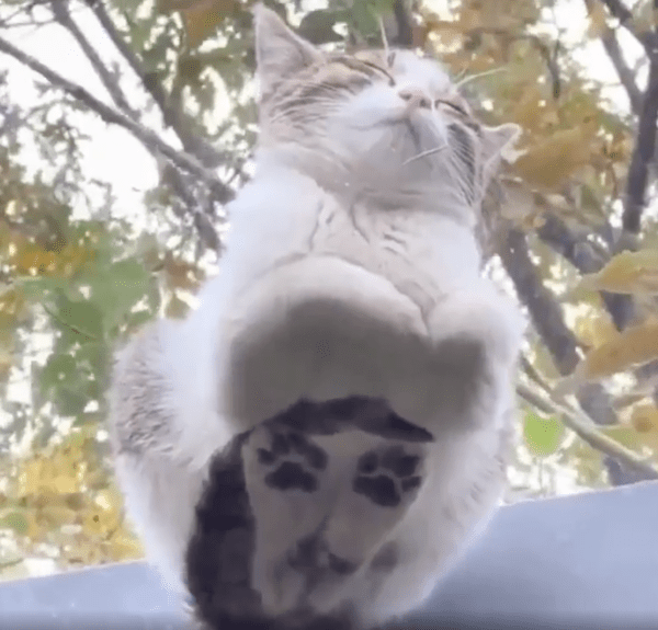 출처 : Reddit / 발바닥 젤리가 다 보이는 아기 고양이