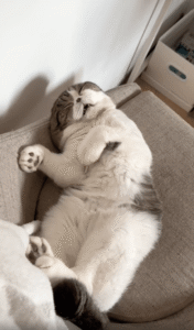 술자리 다음 날 고양이의 진솔한 휴식