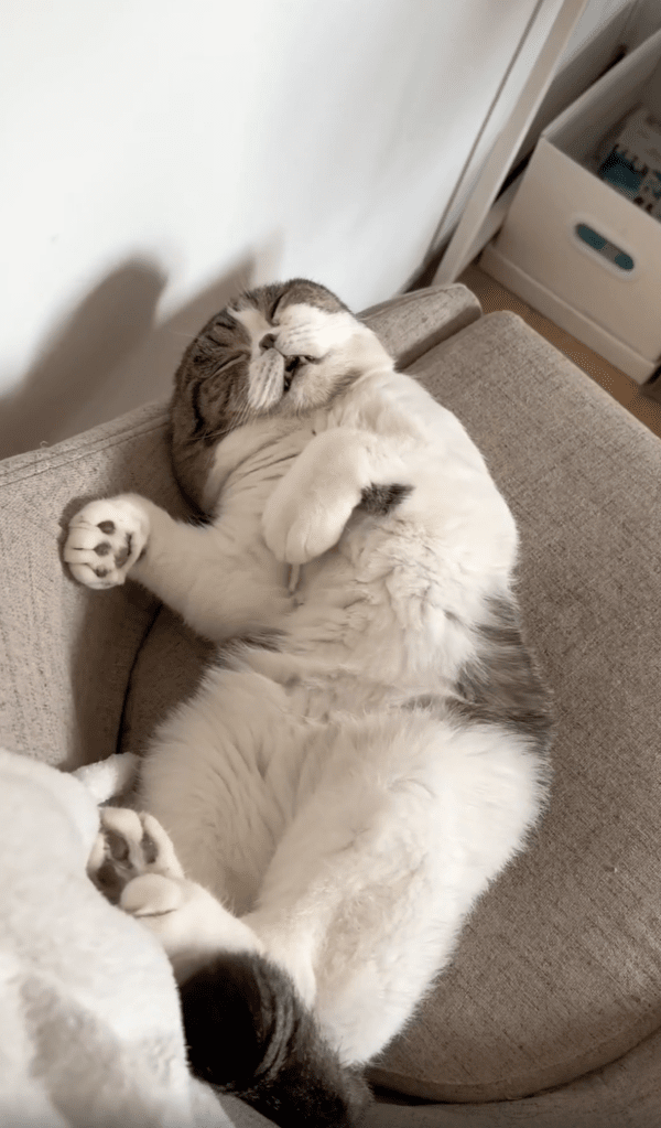 출처 : Reddit / 너무 피곤한 듯 누워서 입벌리며 자는 고양이