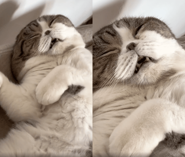 출처 : Reddit / 가까이 가도 전혀 모르는 듯, 잠을 자는 고양이