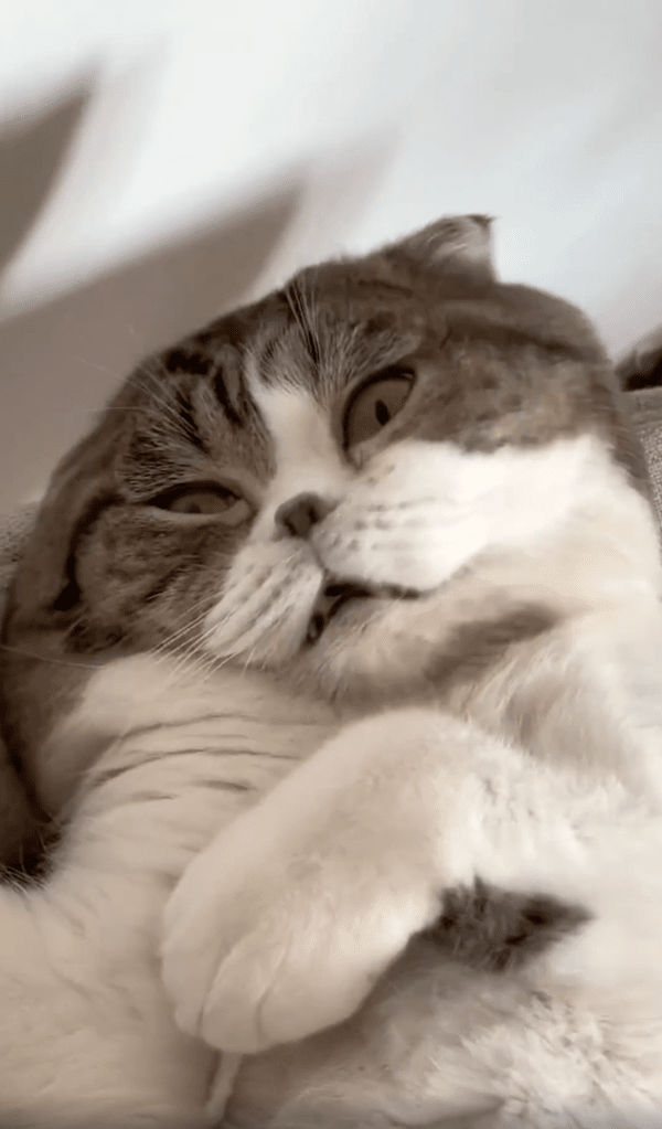 출처 : Reddit / 인기척이 느껴진 듯 눈을 뜨는 고양이