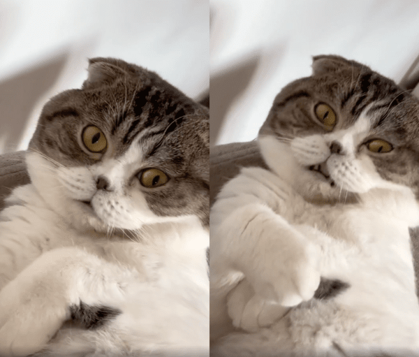 출처 : Reddit / 나는 코 골지 모르는 그저 예쁜 고양이