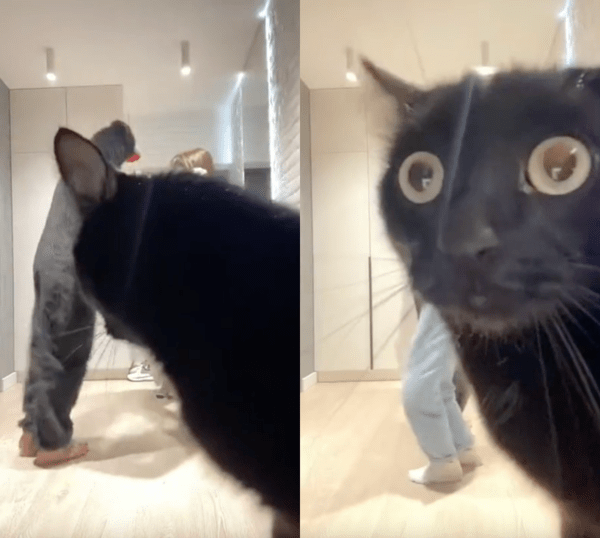 출처 : Reddit / 춤추는 사람들을 보고 카메라에다가 놀란 표정을 짓는 검은 고양이
