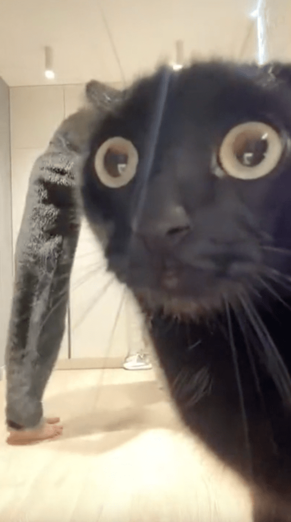 출처 : Reddit / 얘네들 좀 이상한 것 같다냥