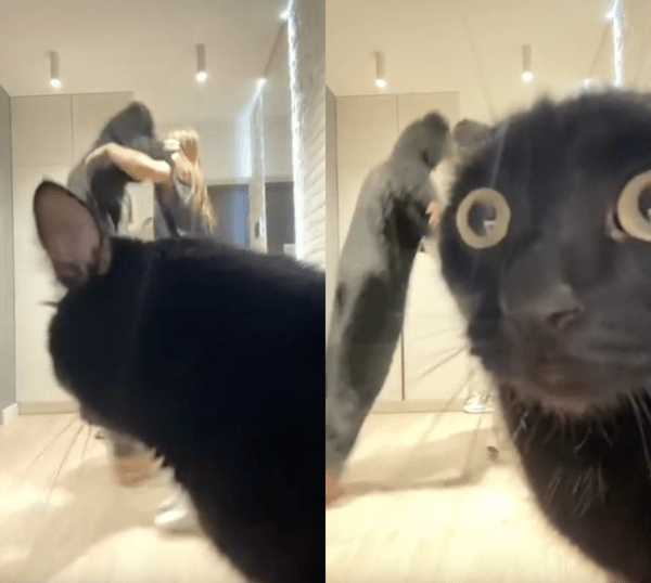 출처 : Reddit / 너네도 봤냥? 얘네 이상한 춤춘다냥