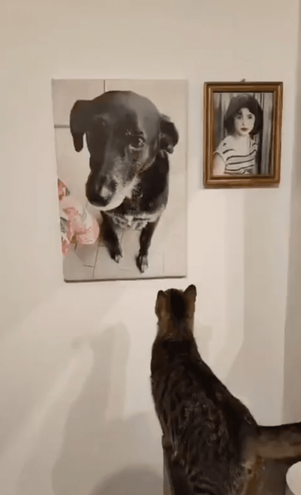 출처 : Reddit / 사진 속 강아지를 바라보고 있는 고양이