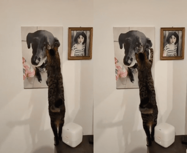 출처 : Reddit / 사진 속 강아지가 그립다는 듯 쓰다듬는 고양이