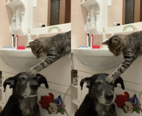 출처 : Reddit / 알고보니 사진 속 강아지와 한 가족인 고양이