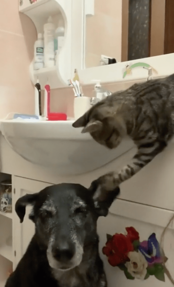 출처 : Reddit / 자기를 쓰다듬는 고양이가 귀찮은 강아지