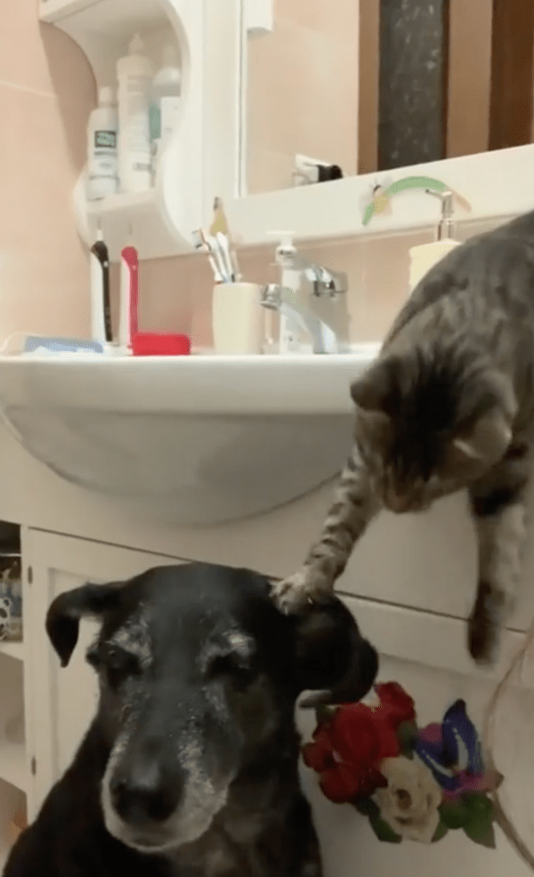 출처 : Reddit / 계속 앞발로 강아지를 쓰다듬으려는 고양이