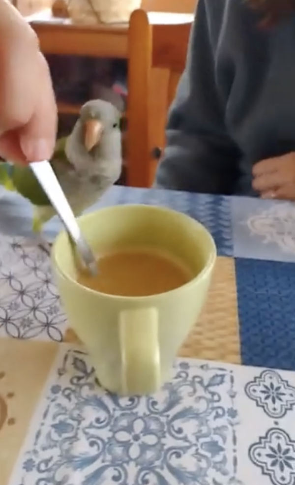 출처 : Reddit / 믹스커피를 젓고 있는 주인에게 다가오는 앵무새