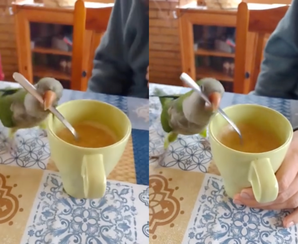 출처 : Reddit / 믹스커피를 빠른 속도로 젓는 앵무새