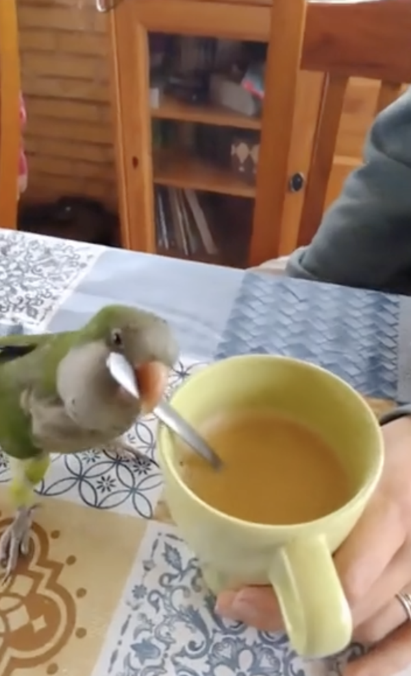 출처 : Reddit / 또다시 빠른 속도로 커피를 젓는 앵무새