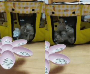 아기 고양이 래그돌들의 열정적인 식사 시간