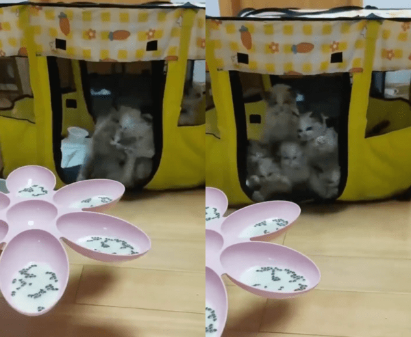 출처 : Reddit / 밥을 보자 케이지안에서 난리가 난 아기 고양이 래그돌들