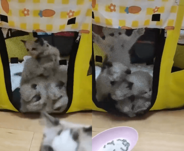 출처 : Reddit / 얼른 열어달라는 듯 그물을 찢을 기세로 몰려 온 아기 고양이들