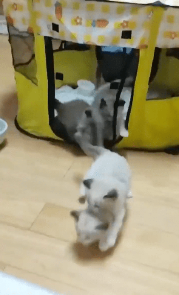 출처 : Reddit / 지퍼가 열리자 밥을 향해 뛰어가는 고양이들