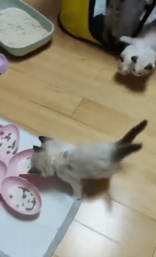 출처 : Reddit / 밥그릇 앞에 도착한 아기 고양이들