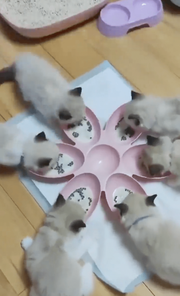 출처 : Reddit / 각자 자리에서 밥을 먹는 아기 고양이들