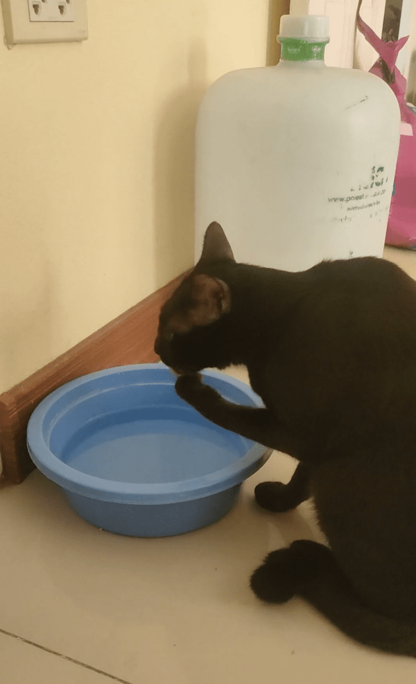 출처 : Reddit / 손에 있는 물방울을 핥는 고양이