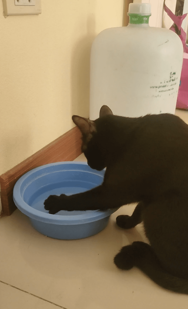 출처 : Reddit / 물을 손바닥으로 떠서 마시려는 고양이