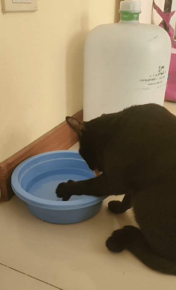 출처 : Reddit / 고양이는 어떻게 손바닥으로 물을 뜰까?