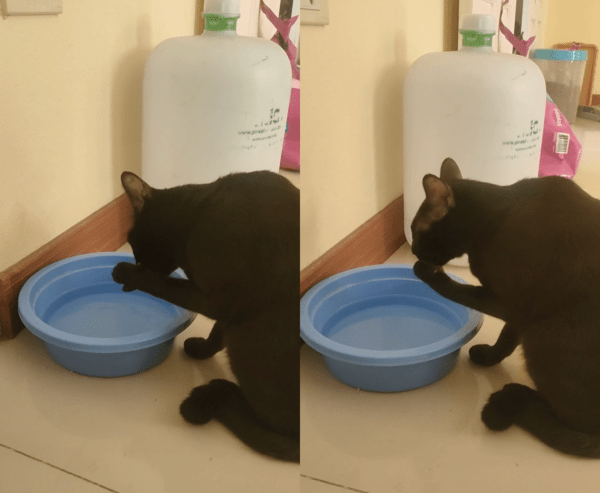 출처 : Reddit / 손바닥에 맺힌 물방울을 핥는 고양이