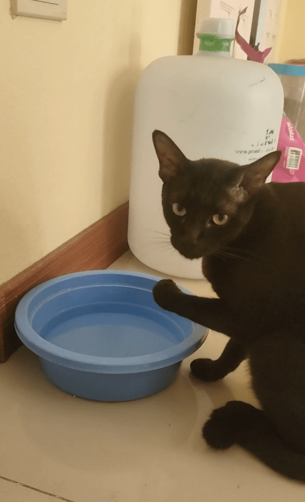 출처 : Reddit / 물 마시는 고양이 처음 봤냐는 듯 바라보는 검은 고양이 