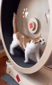 고양이의 캣휠 사수 작전! 고양이와 강아지의 시선을 무시할 수 있을 것인가?