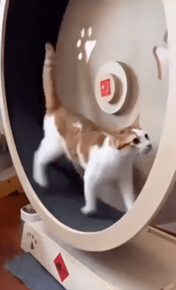 출처 : Reddit / 캣휠을 타고 있는 고양이