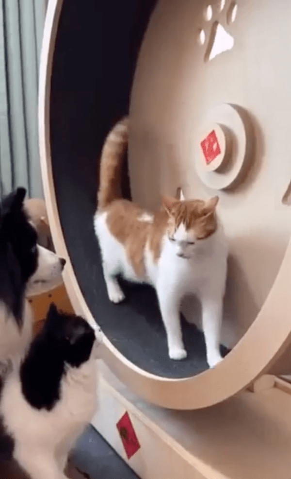 출처 : Reddit / 다음 차례가 있다고 나오라고 말하는 듯한 고양이와 강아지