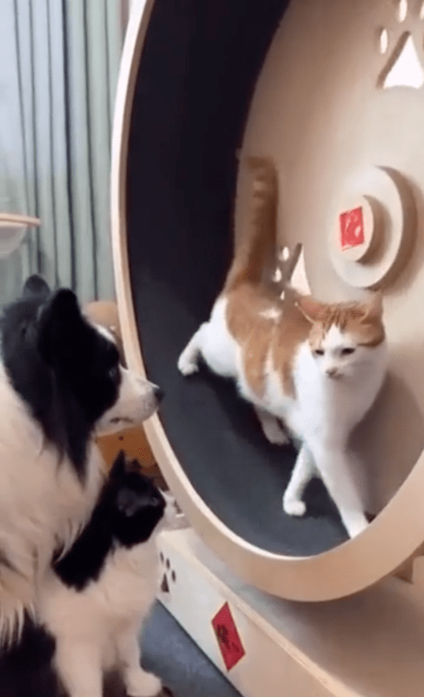 출처 : Reddit / 하지만 이를 무시하고 계속 캣휠을 타는 고양이