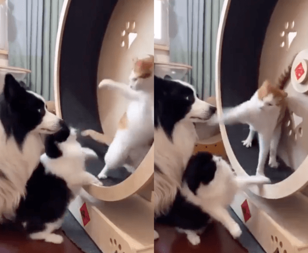 출처 : Reddit / 참지 못하고 냥펀치를 날리는 고양이에 얼떨결에 맞은 강아지